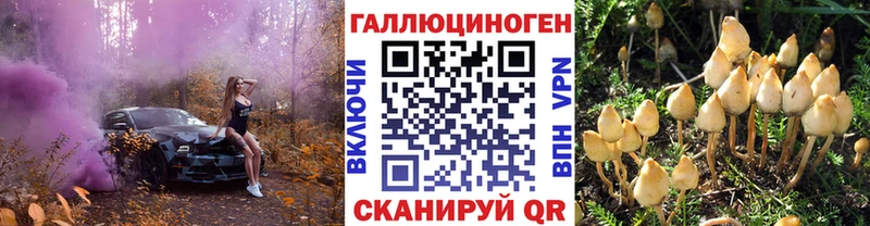 купить  сайты  Сегежа  Псилоцибиновые грибы Psilocybe 